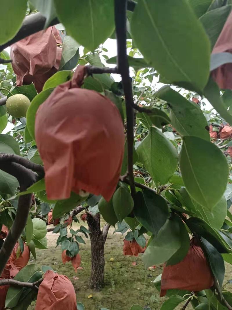 又大又甜的皇冠梨