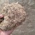 小麦秸秆