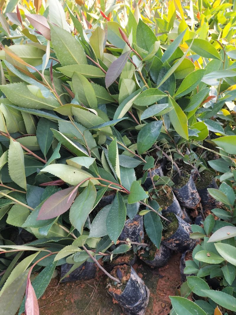 大头茶小袋苗