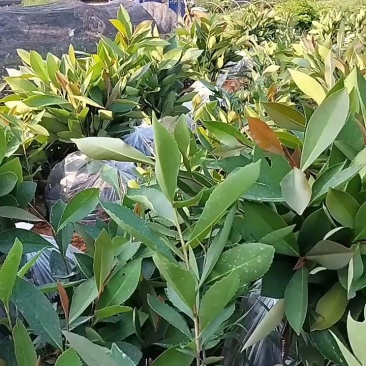 大头茶小袋苗