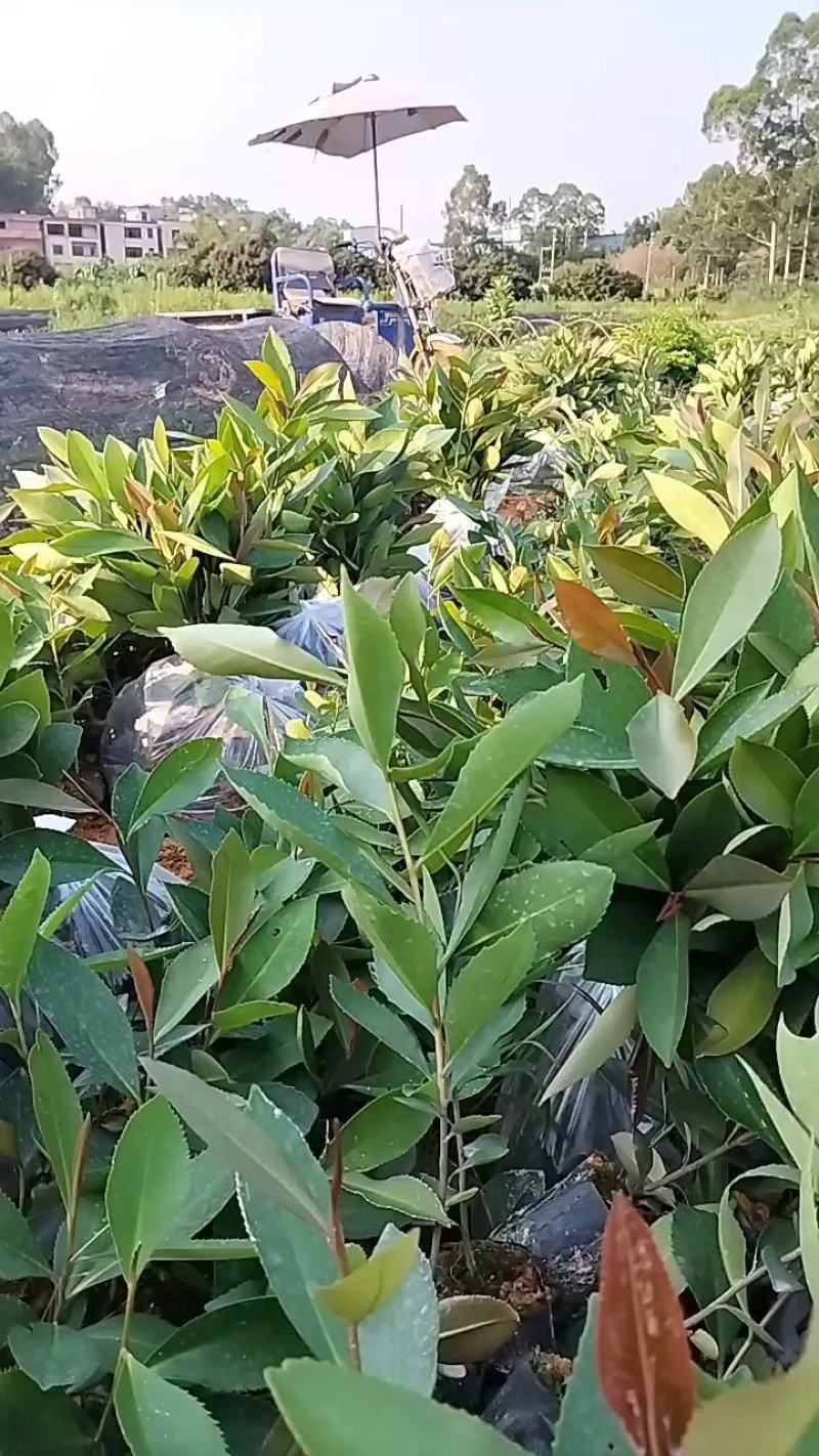大头茶小袋苗