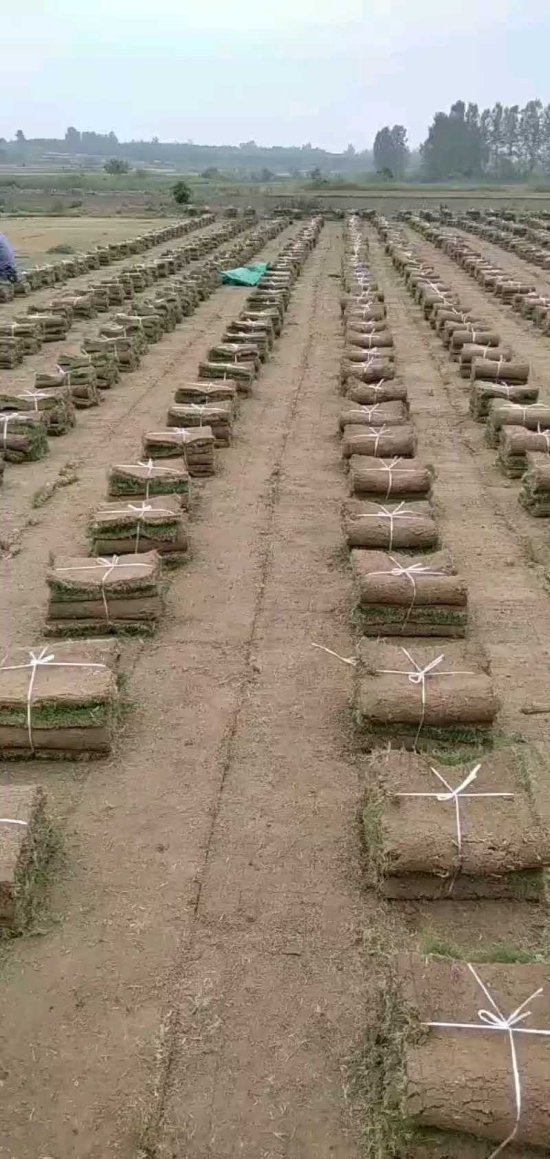 百慕大常年出售一家基地和中草坪一手货源