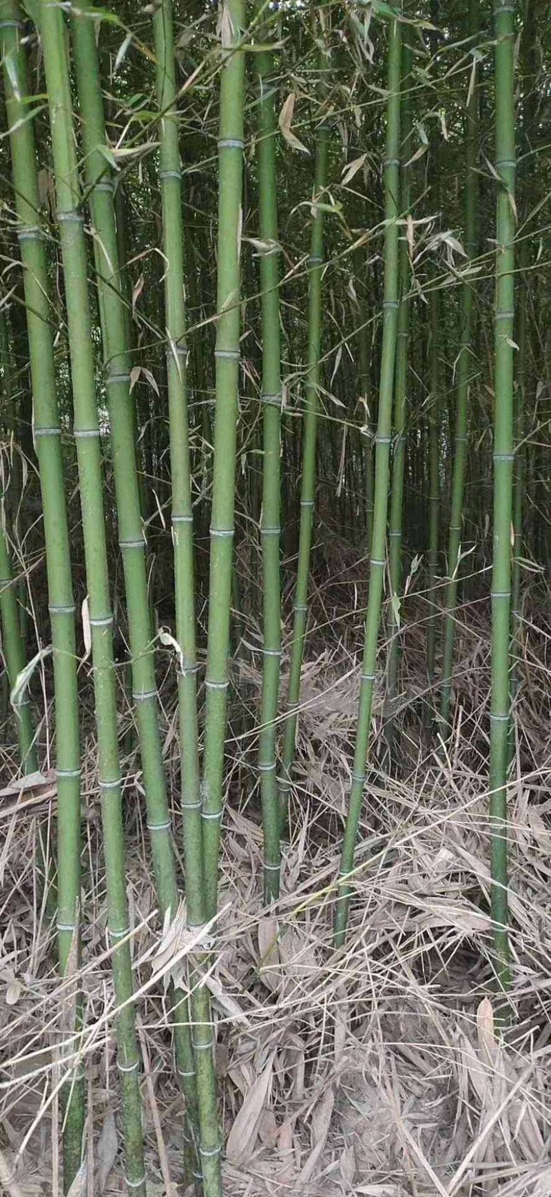 常年出售各种竹苗。刚竹淡竹早园竹罗汉竹青皮