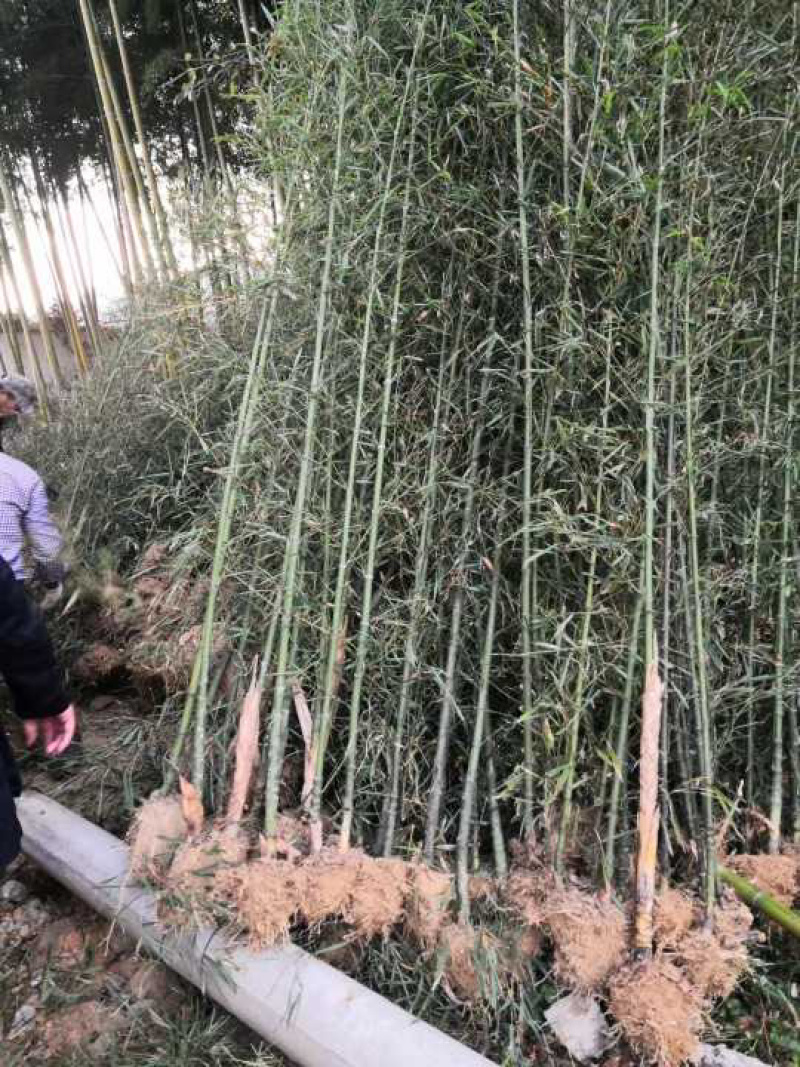 常年出售各种竹苗。刚竹淡竹早园竹罗汉竹青皮