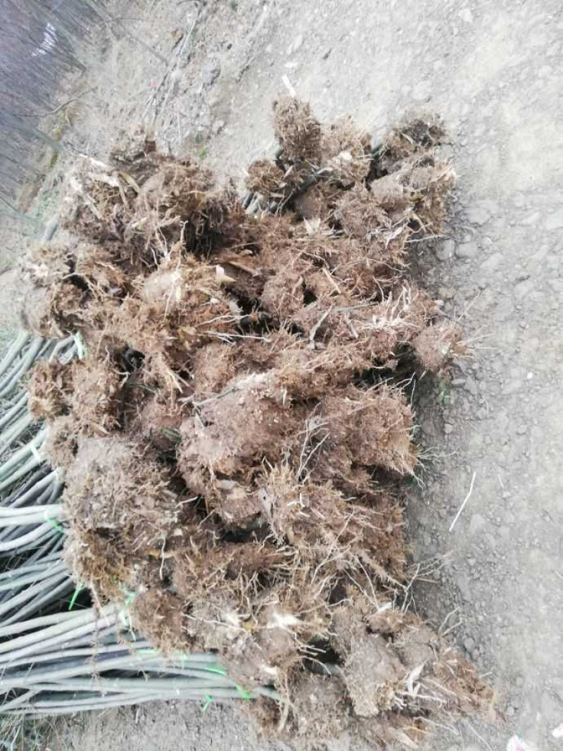 常年出售各种竹苗。刚竹淡竹早园竹罗汉竹青皮