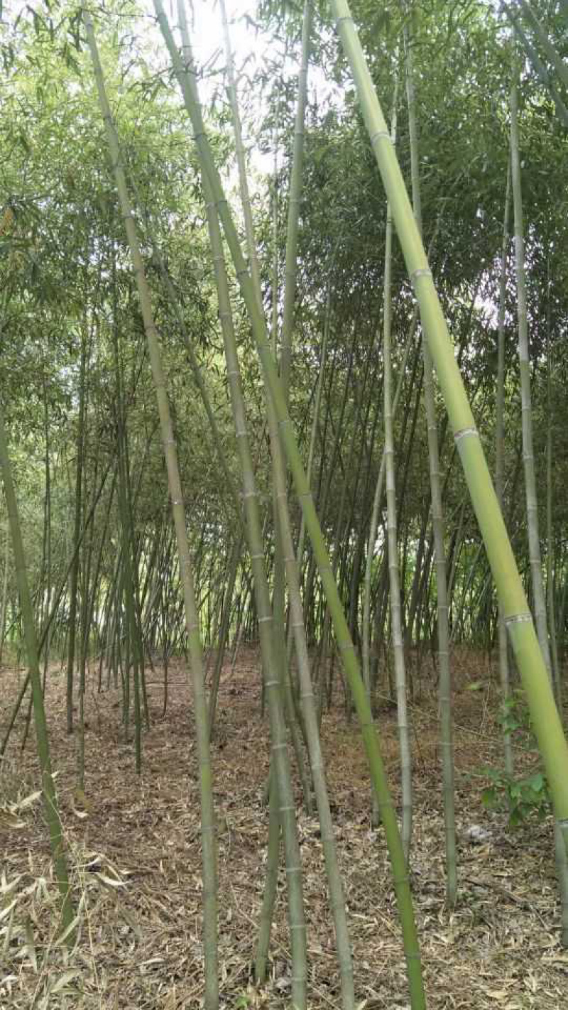 常年出售各种竹苗。刚竹淡竹早园竹罗汉竹青皮