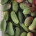 百色象牙芒果对接电商平台社区团购平台每天走9米6电话联系
