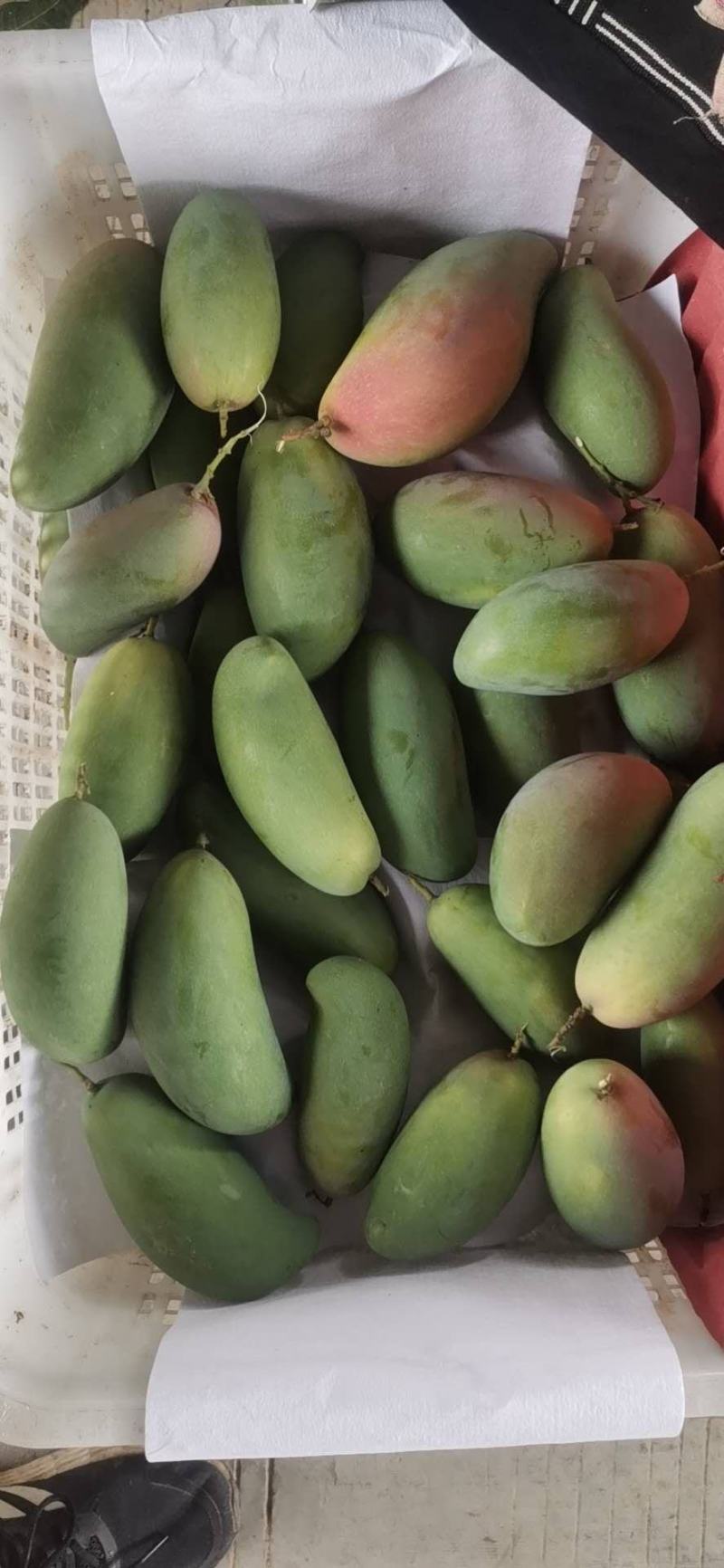 百色象牙芒果对接电商平台社区团购平台每天走9米6电话联系