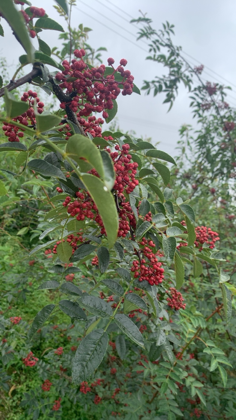 正宗汉源花椒