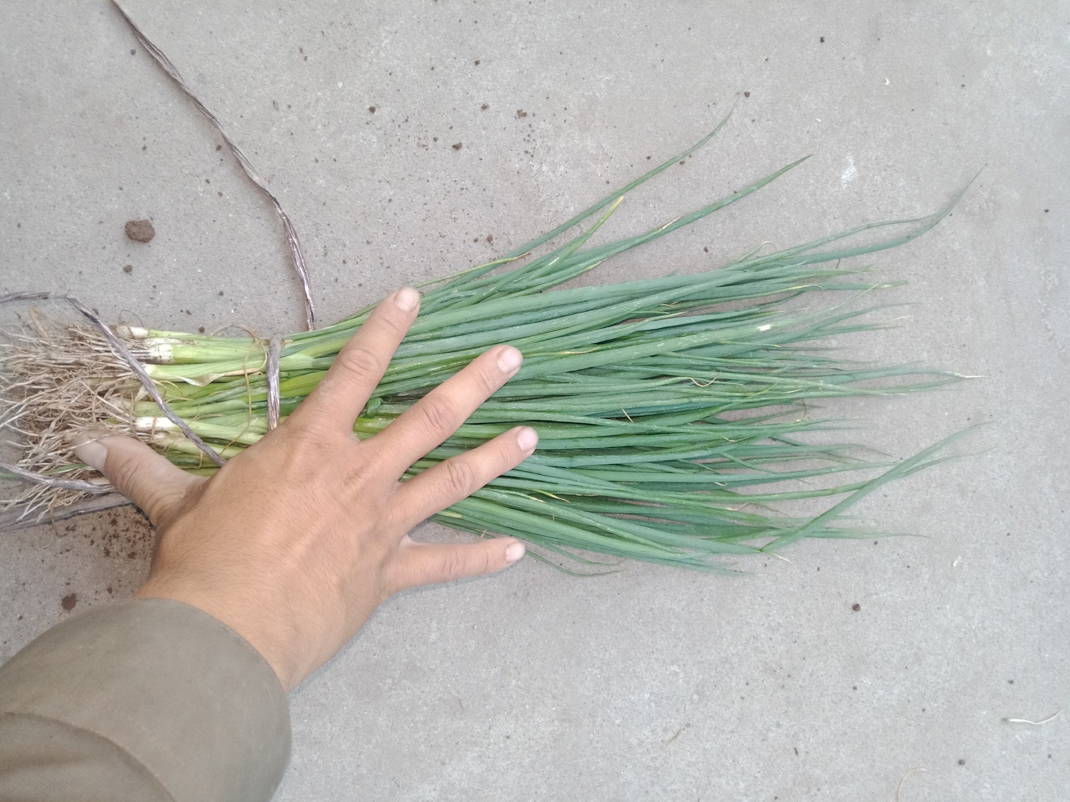 长白大葱在厨房中被切段准备入菜