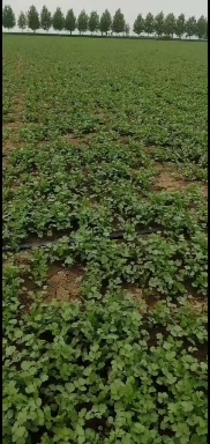 精品大叶香菜上市有需要的老板联系