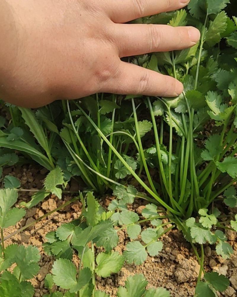 精品大叶香菜上市有需要的老板联系