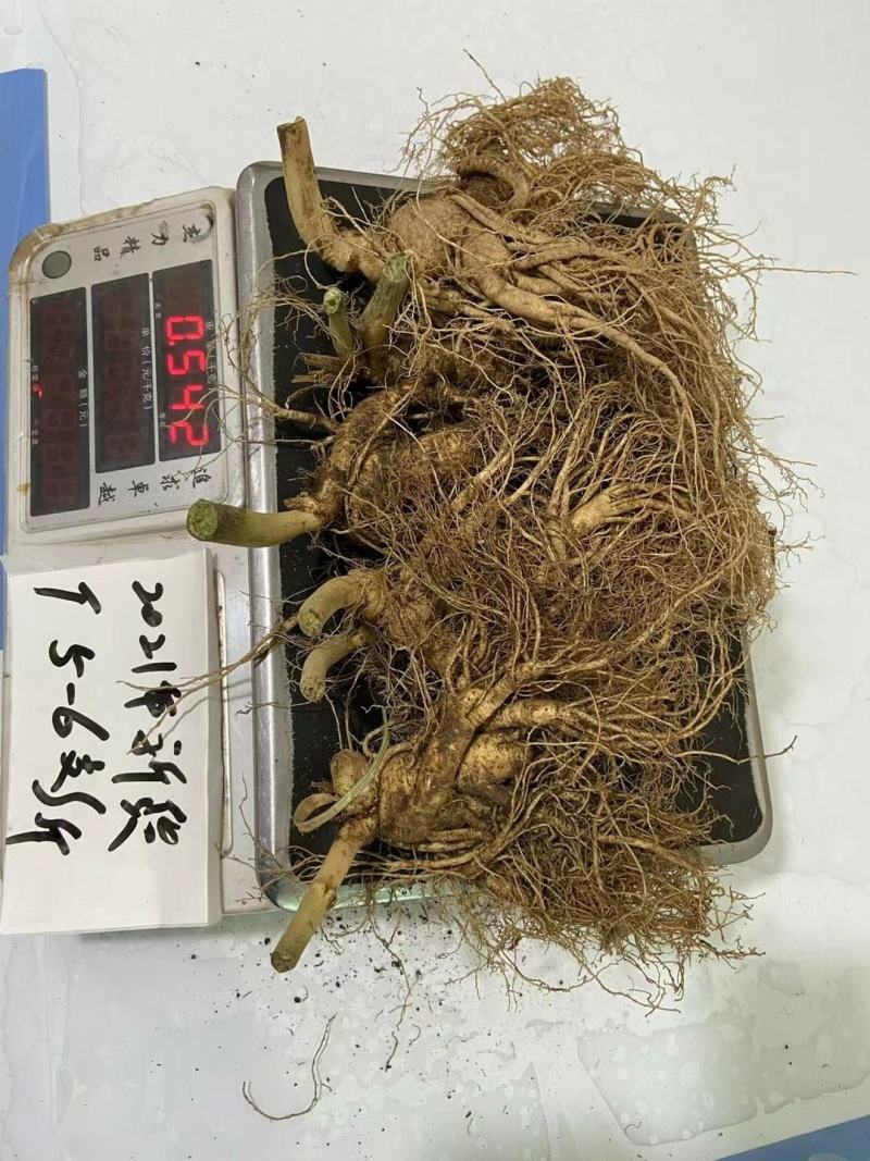 长白山人参，鲜人参顺丰包邮送鹿茸片鹿鞭片，特价活动