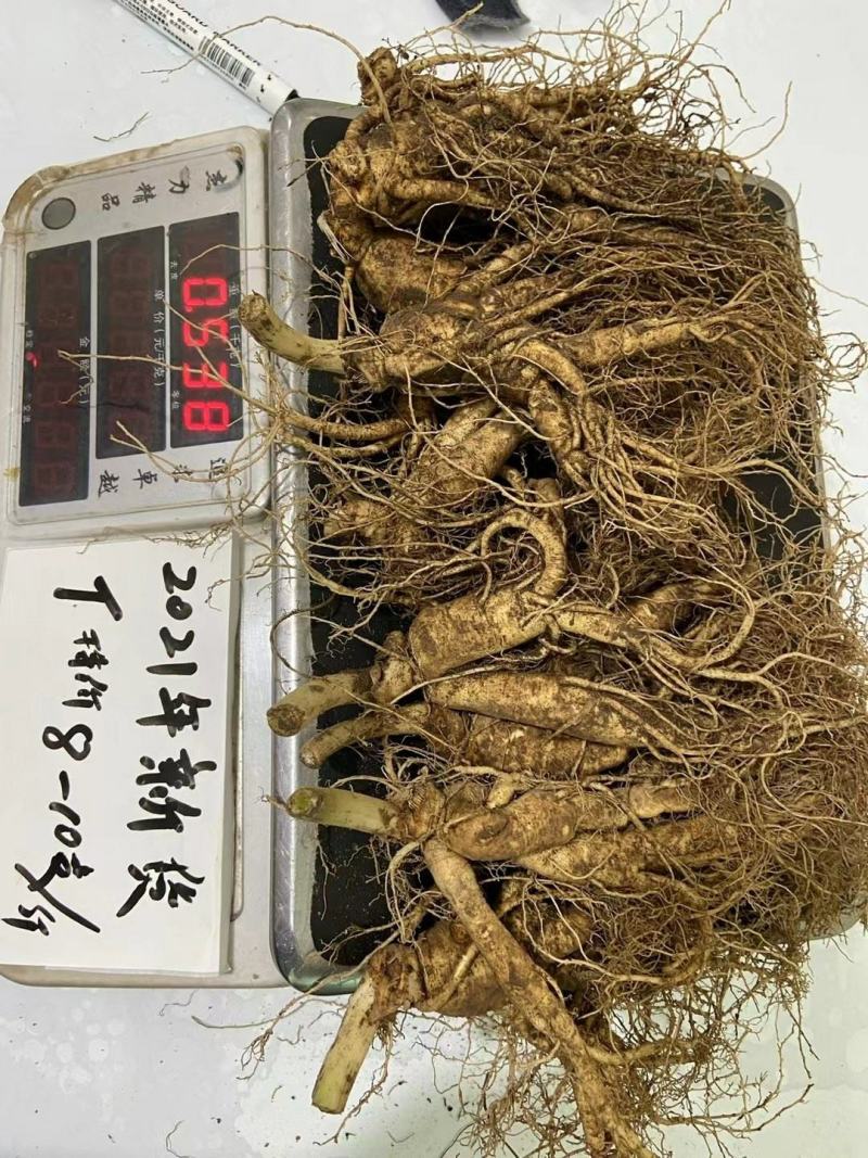 长白山人参，鲜人参顺丰包邮送鹿茸片鹿鞭片，特价活动