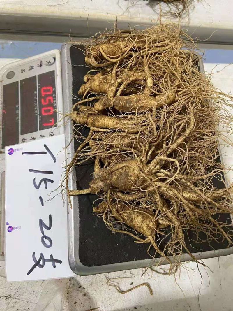 长白山人参，鲜人参顺丰包邮送鹿茸片鹿鞭片，特价活动