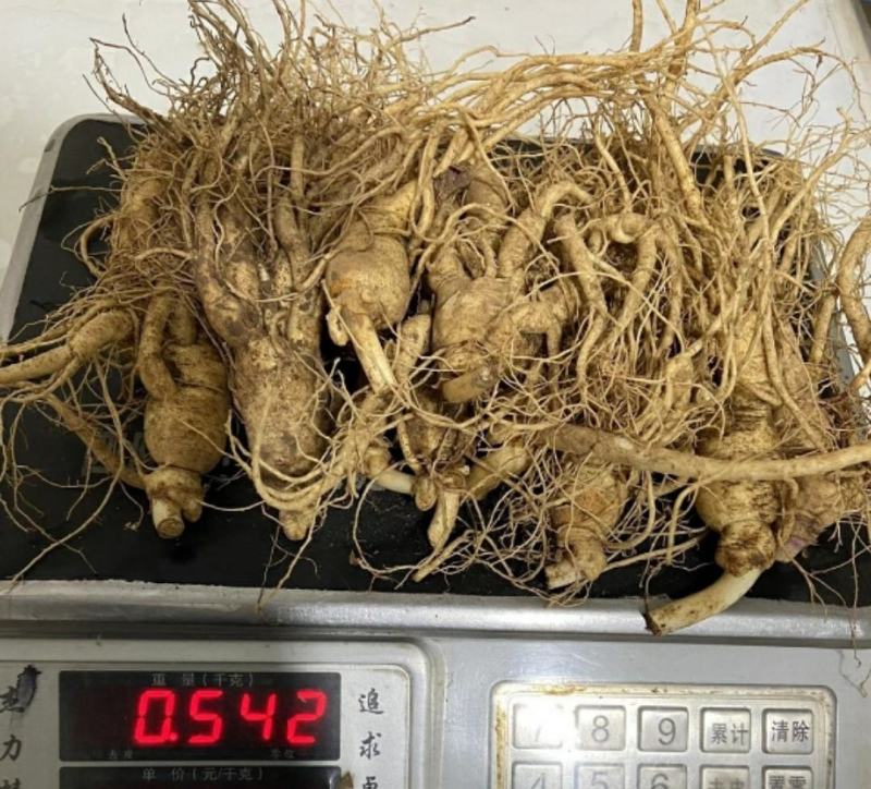 长白山人参，鲜人参顺丰包邮送鹿茸片鹿鞭片，特价活动