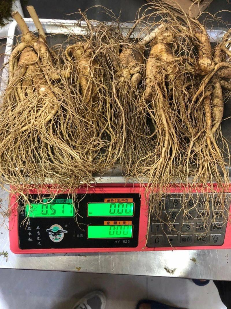 长白山人参，鲜人参顺丰包邮送鹿茸片鹿鞭片，特价活动