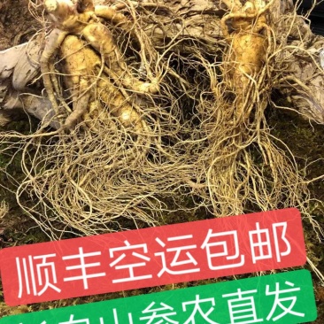 长白山人参，鲜人参顺丰包邮送鹿茸片鹿鞭片，特价活动