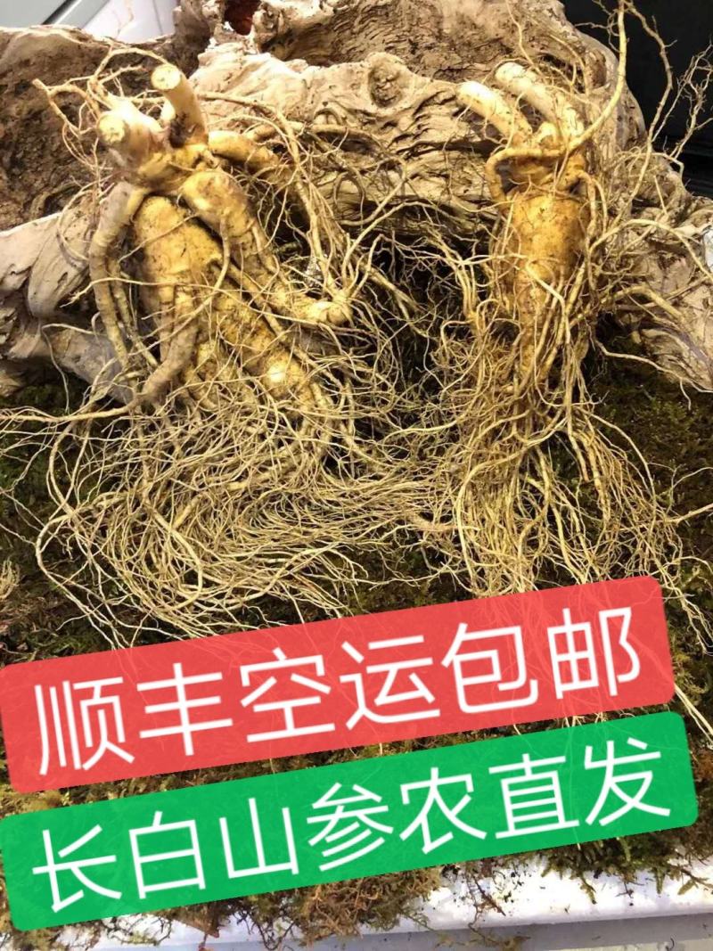 长白山人参，鲜人参顺丰包邮送鹿茸片鹿鞭片，特价活动