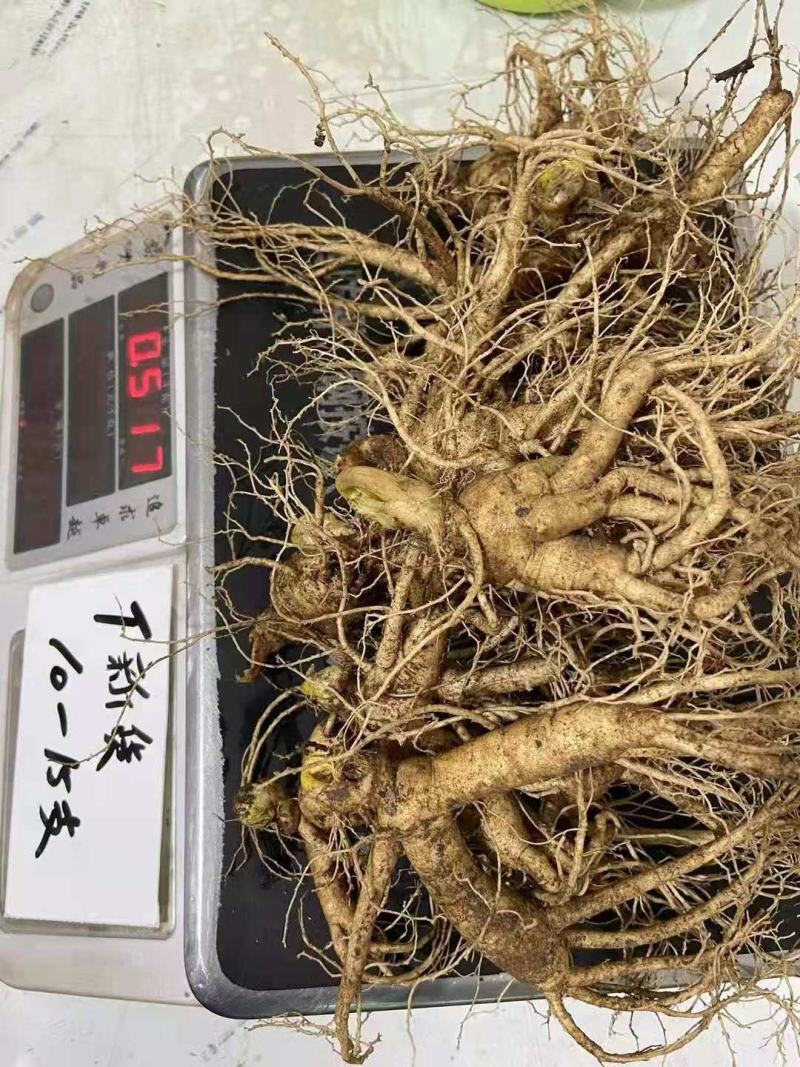 长白山人参，鲜人参顺丰包邮送鹿茸片鹿鞭片，特价活动