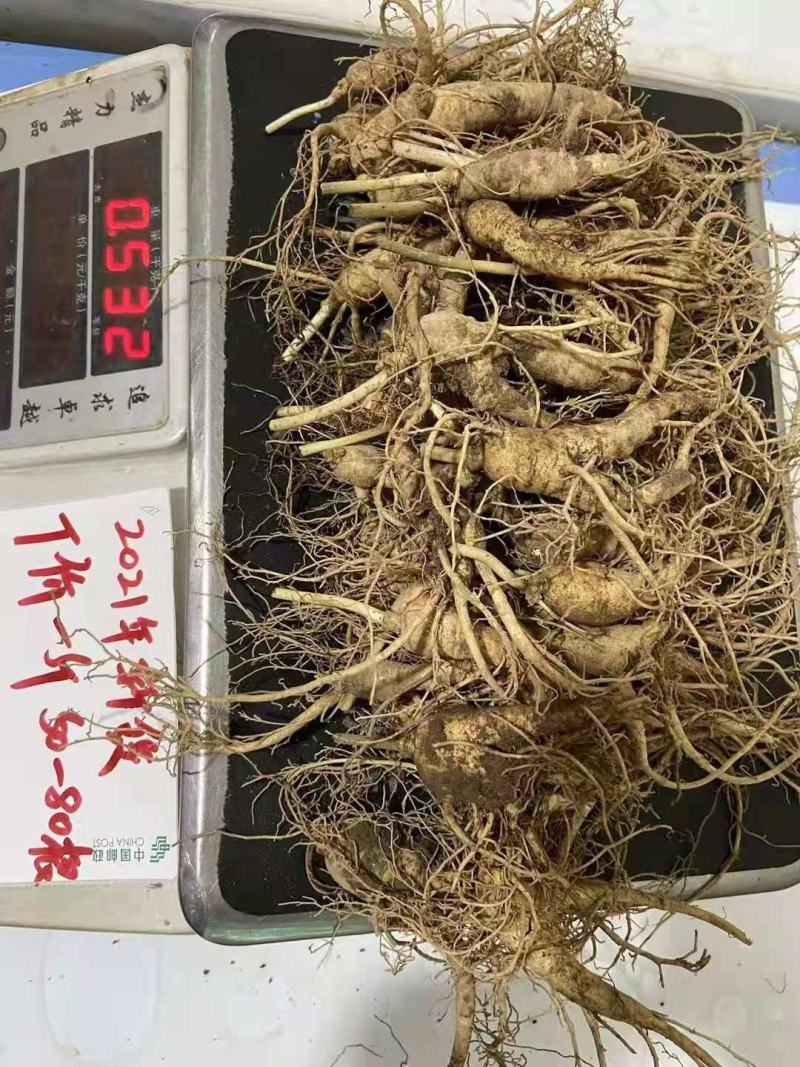 长白山人参，鲜人参顺丰包邮送鹿茸片鹿鞭片，特价活动