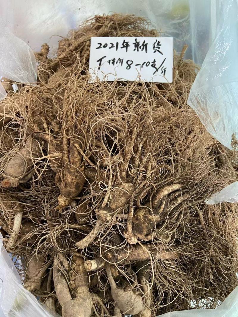 长白山人参，鲜人参顺丰包邮送鹿茸片鹿鞭片，特价活动