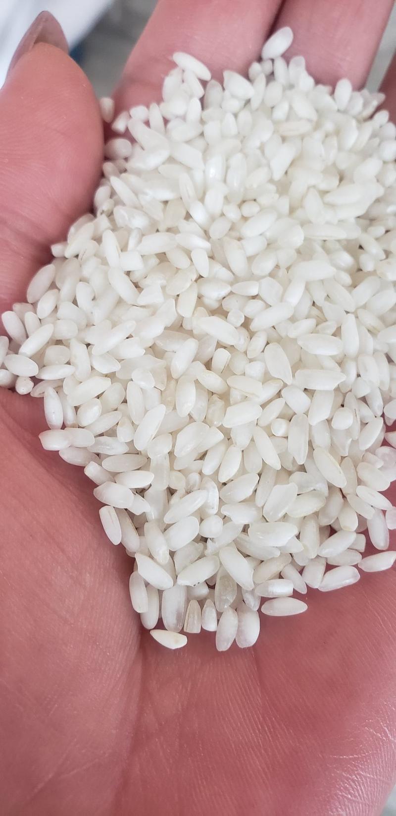 供应优质白米