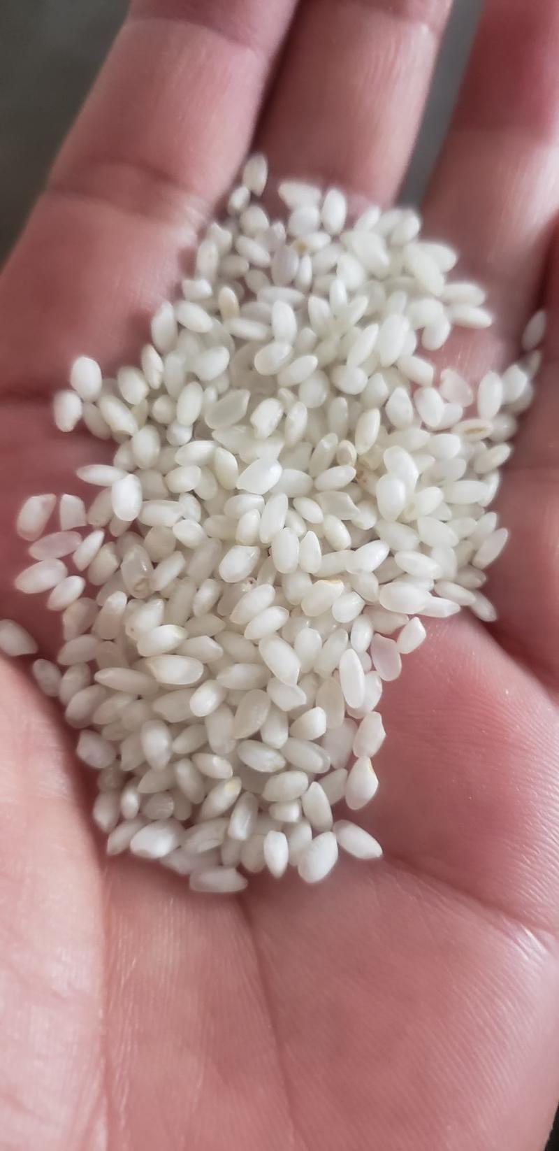 供应优质白米
