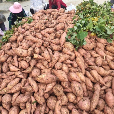 【红薯】龙薯九号大量上市保质保量可视频看货欢迎咨询