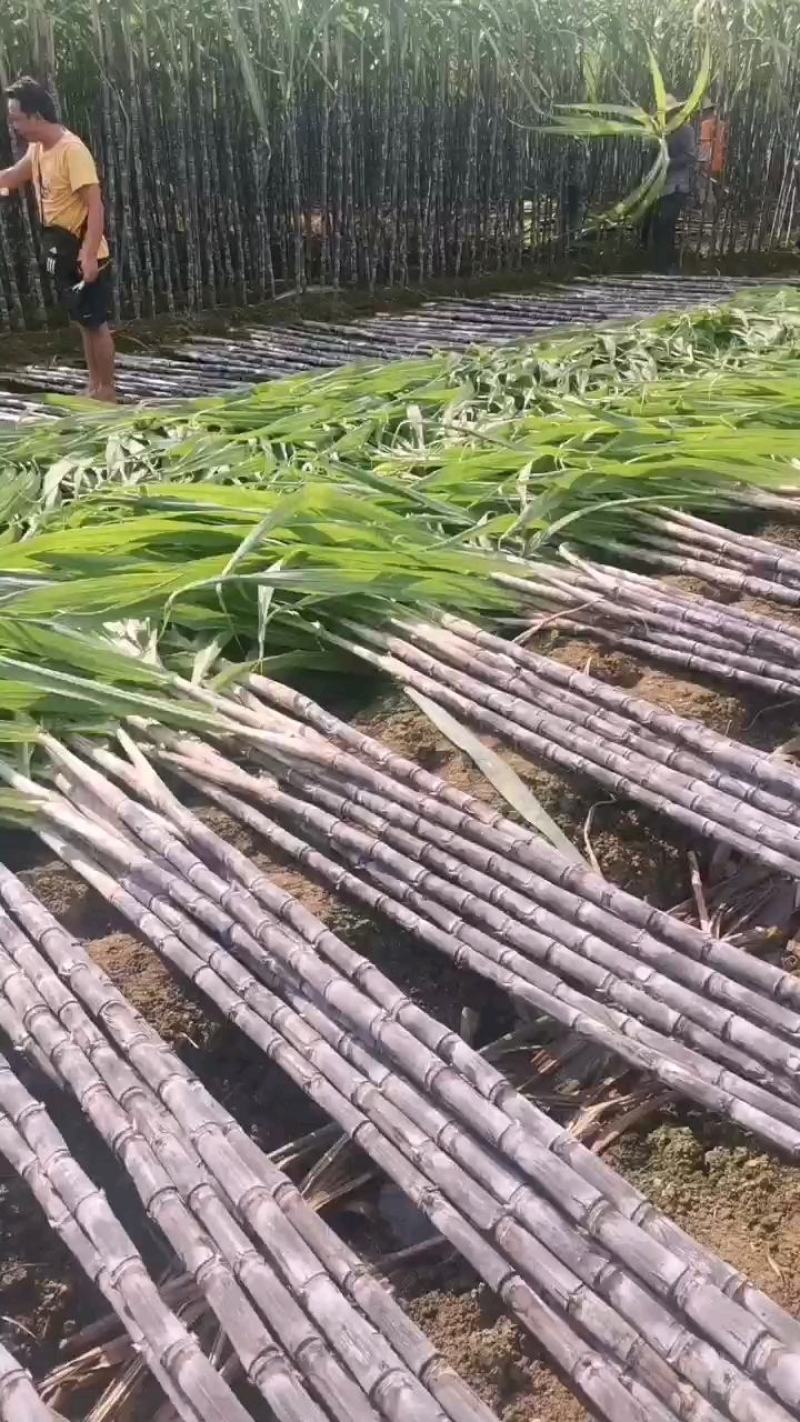 广西黑皮甘蔗，产地直销，一手货源，当天可以发货