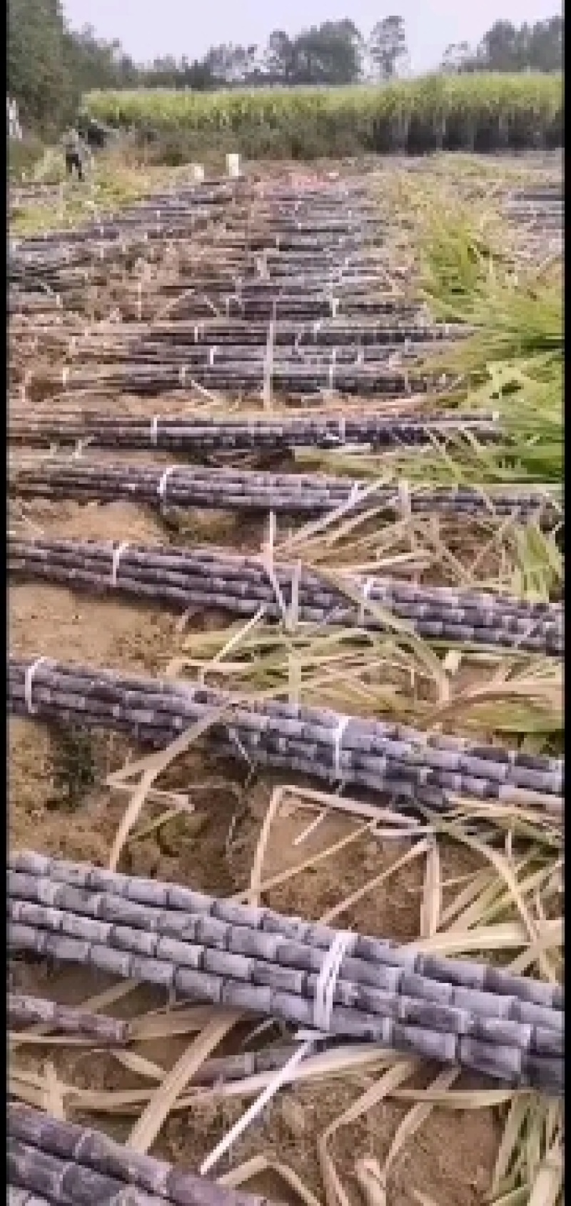 广西黑皮甘蔗，产地直销，一手货源，当天可以发货