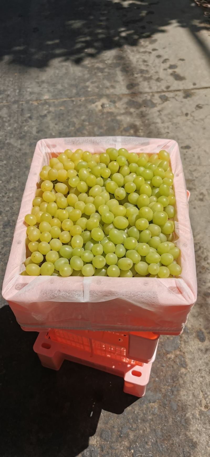 新疆吐鲁番无核白葡萄-青提葡萄-无核葡萄