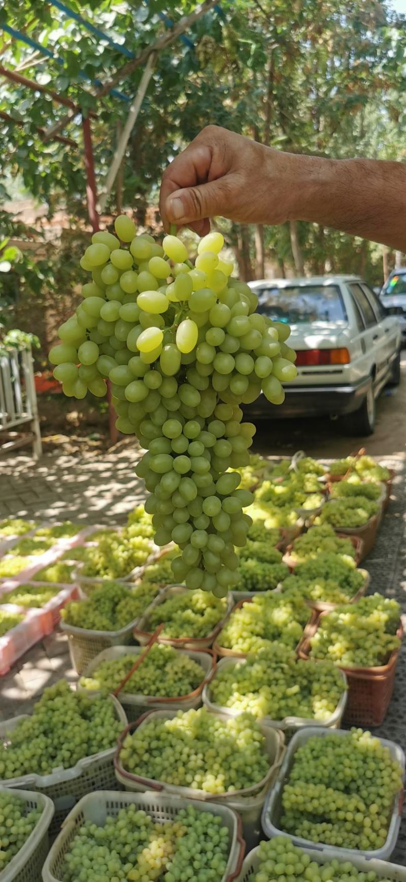 新疆吐鲁番无核白葡萄-青提葡萄-无核葡萄