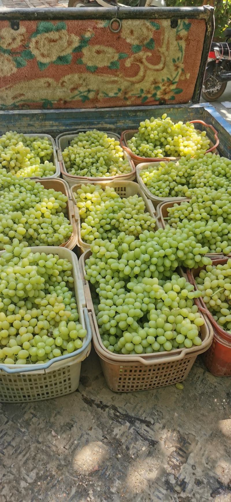 新疆吐鲁番无核白葡萄-青提葡萄-无核葡萄
