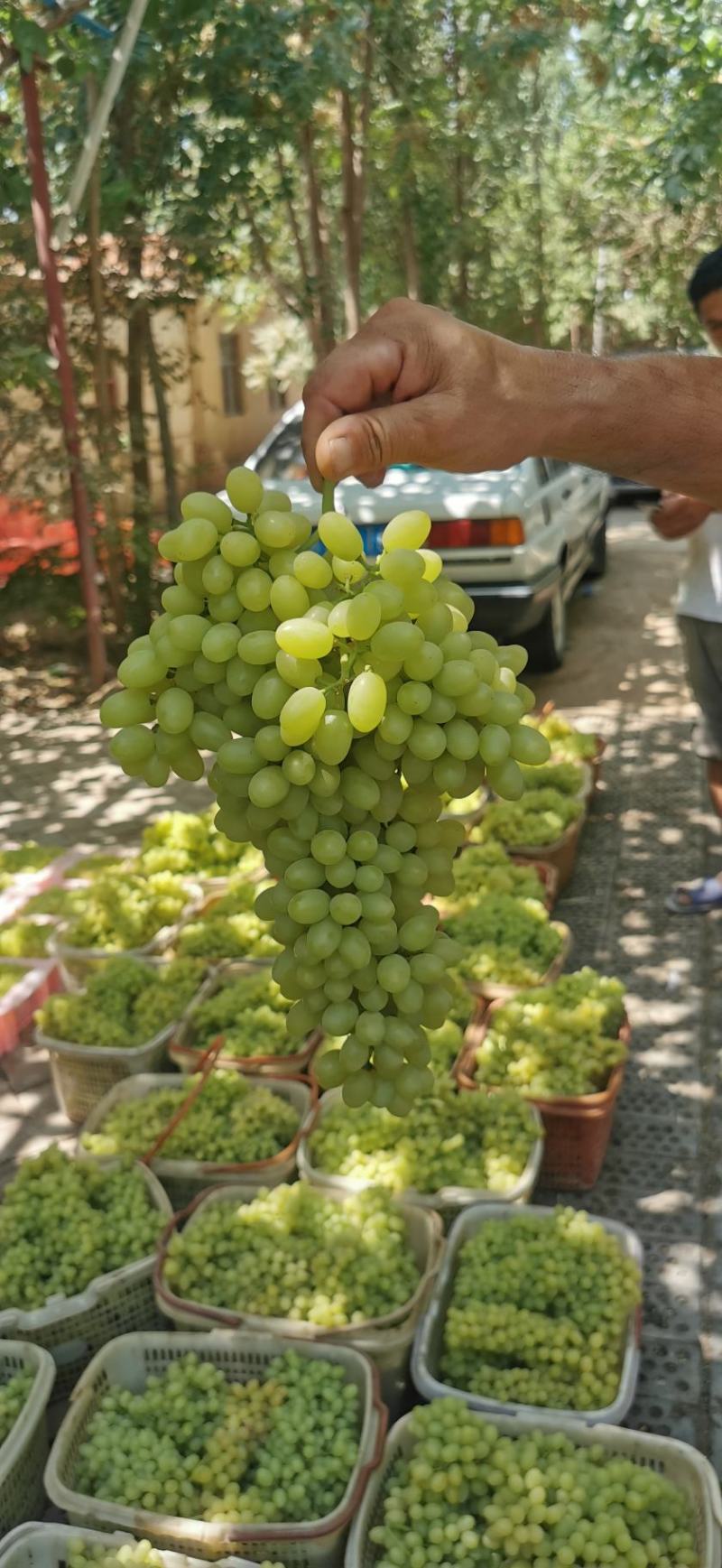 新疆吐鲁番无核白葡萄-青提葡萄-无核葡萄