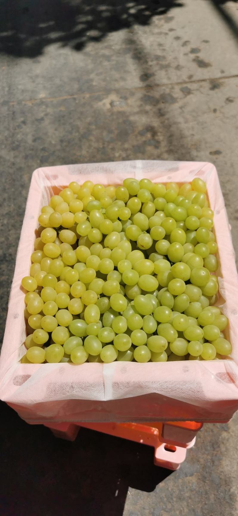 新疆吐鲁番无核白葡萄-青提葡萄-无核葡萄