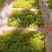 新疆吐鲁番无核白葡萄-青提葡萄-无核葡萄