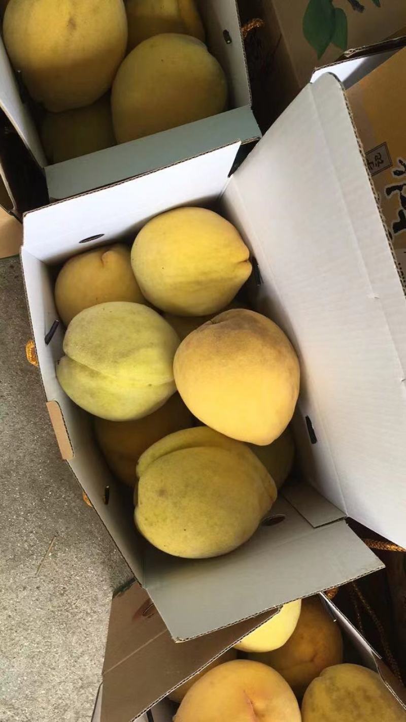 美味的黄桃可以吃喽