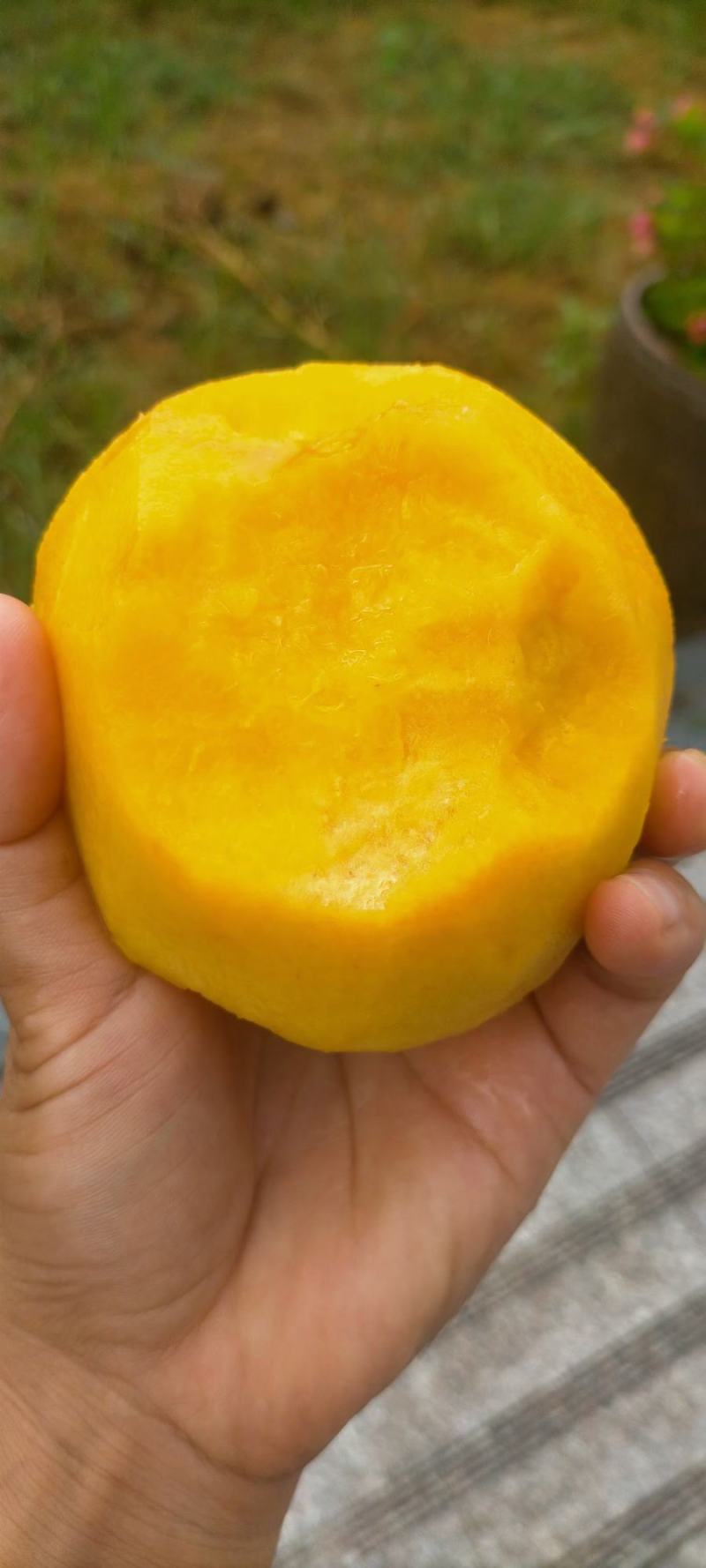 美味的黄桃可以吃喽