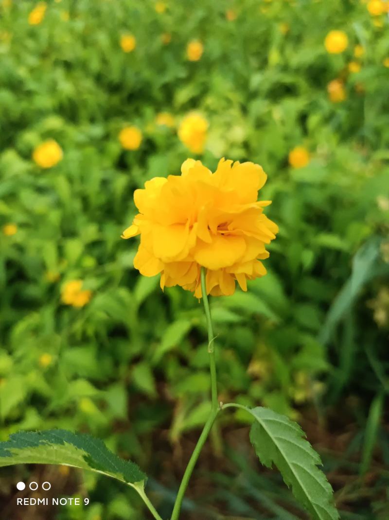 棣棠批发