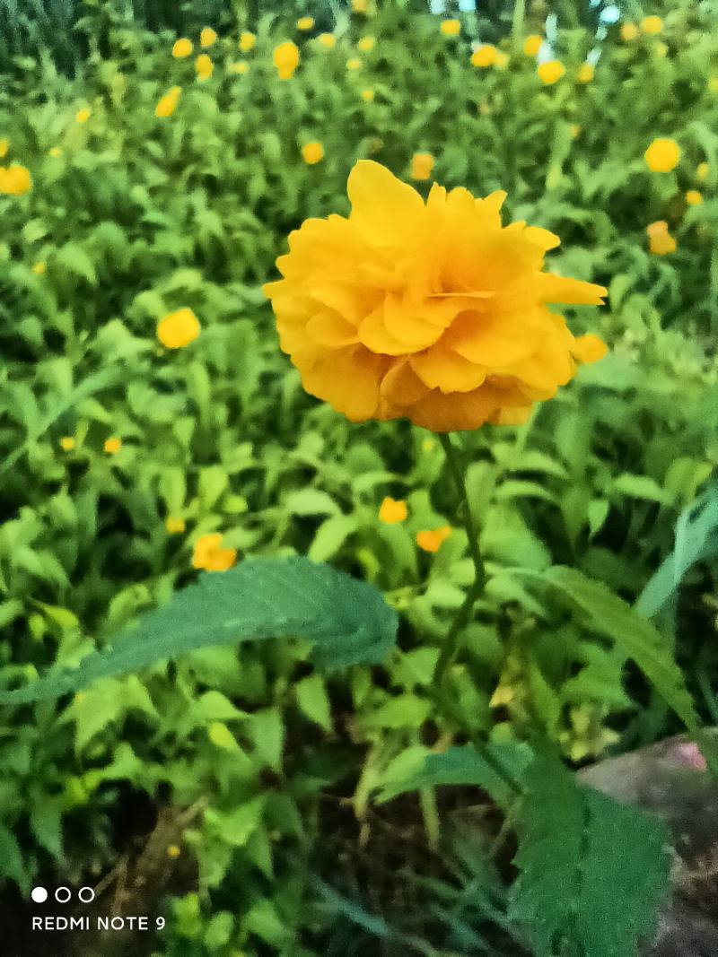 棣棠批发