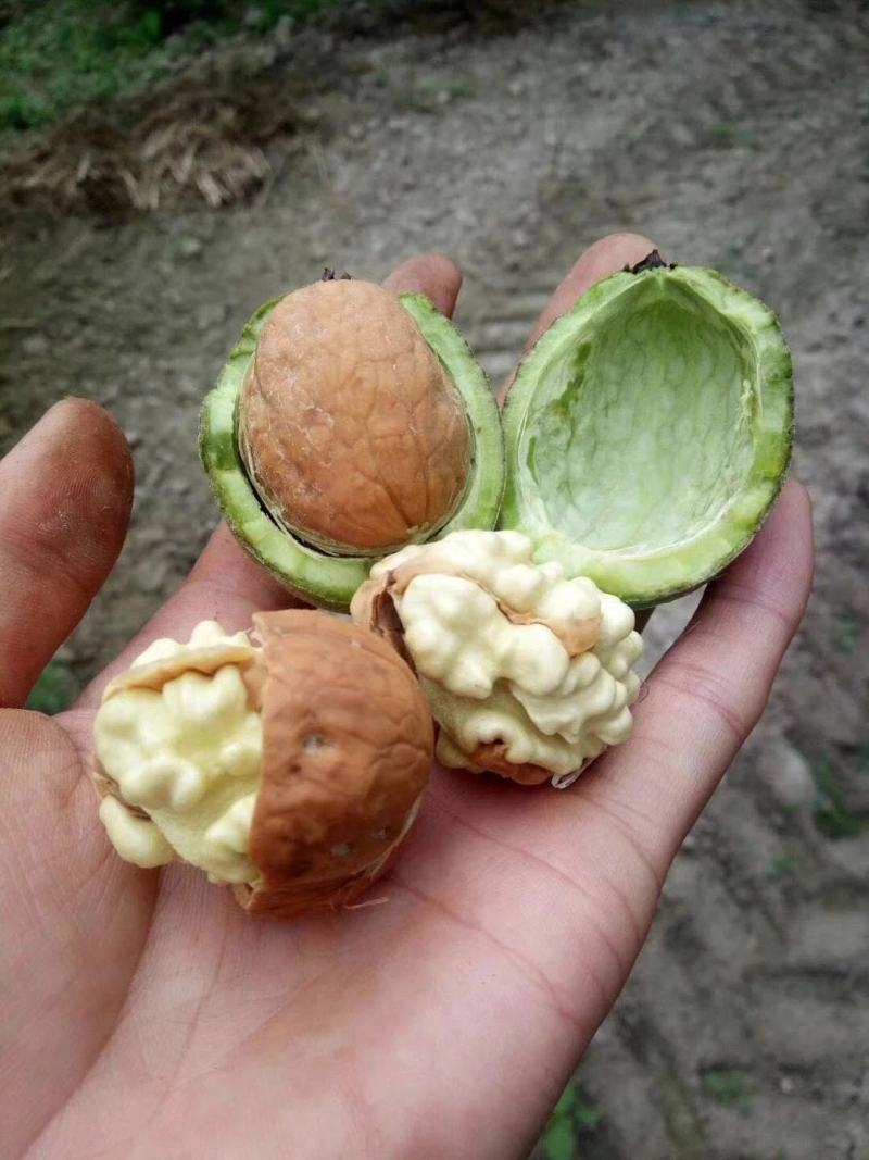 卢氏新鲜青皮核桃