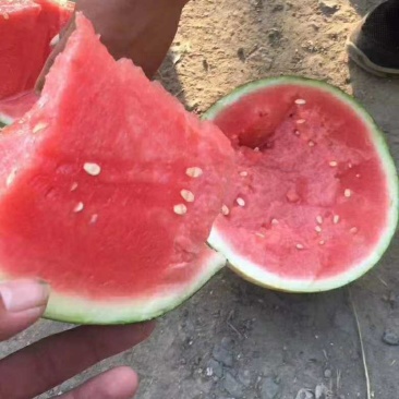 河南开封无籽西瓜，沙土种植，视频看货，全国整车发货