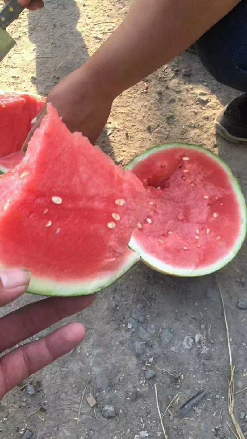 河南开封无籽西瓜，沙土种植，视频看货，全国整车发货