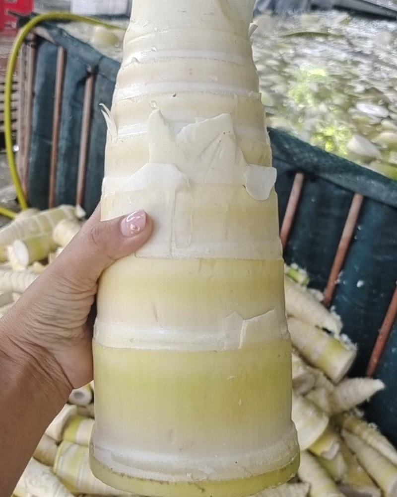 麻竹笋基地，笋尾巴大量供应整年有货实力对接
