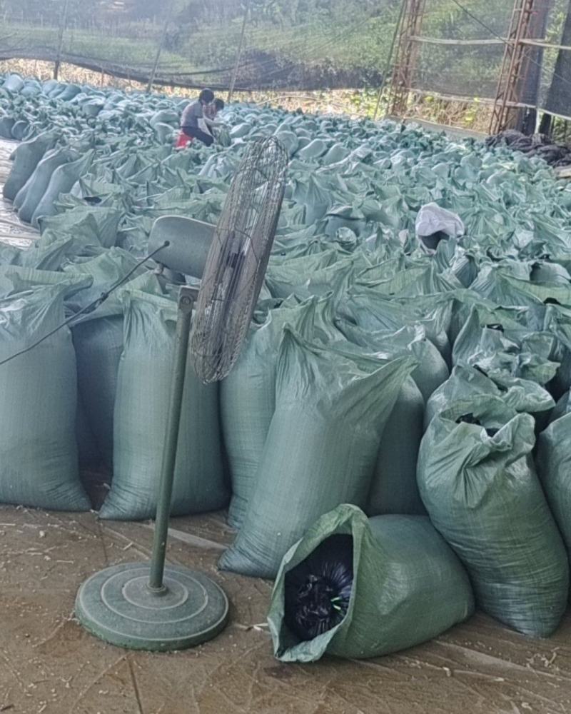 麻竹笋基地，笋尾巴大量供应整年有货实力对接