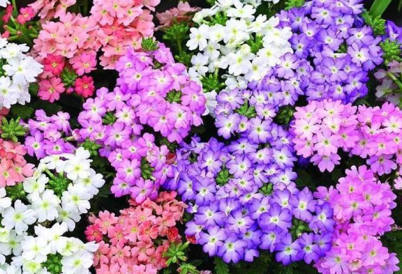 美女樱种子孑籽苗花苗四季种开花盆栽阳台庭院室内外易种活花