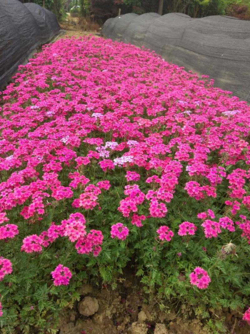 美女樱种子孑籽苗花苗四季种开花盆栽阳台庭院室内外易种活花