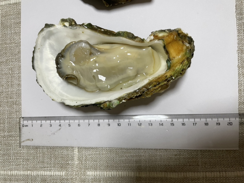 广东生蚝精品生蚝蚝场供应一件代发量大从优烧烤餐饮批