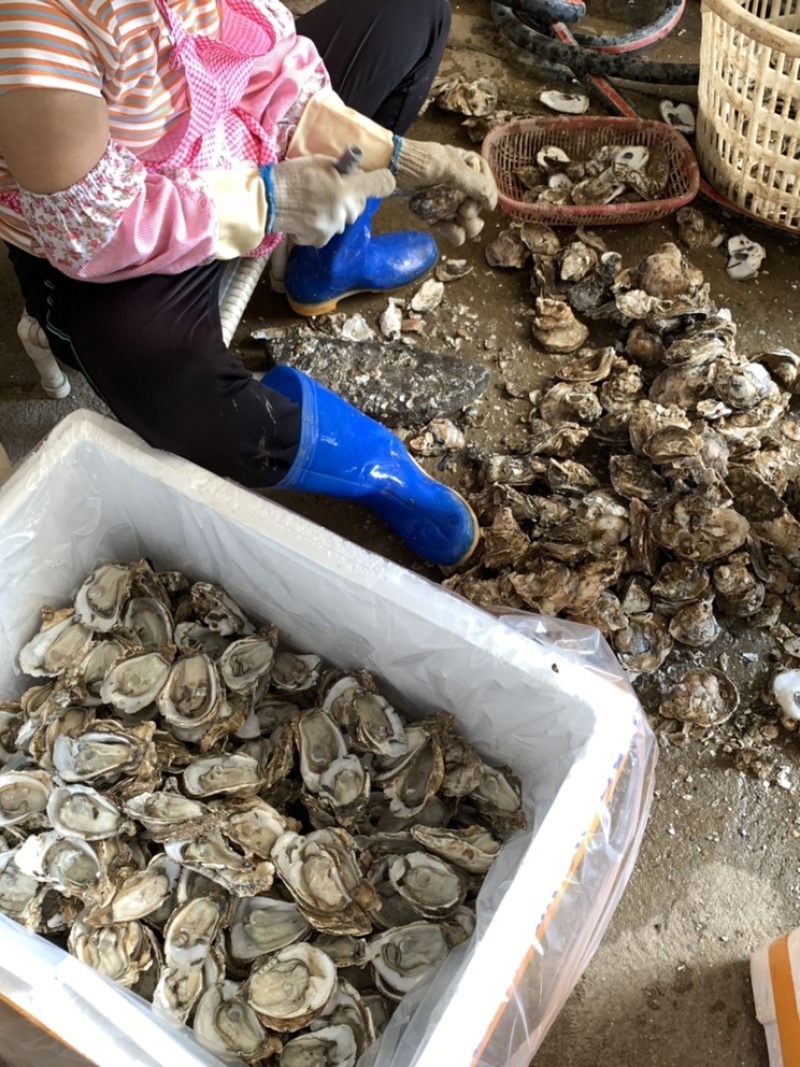 广东生蚝精品生蚝蚝场供应一件代发量大从优烧烤餐饮批